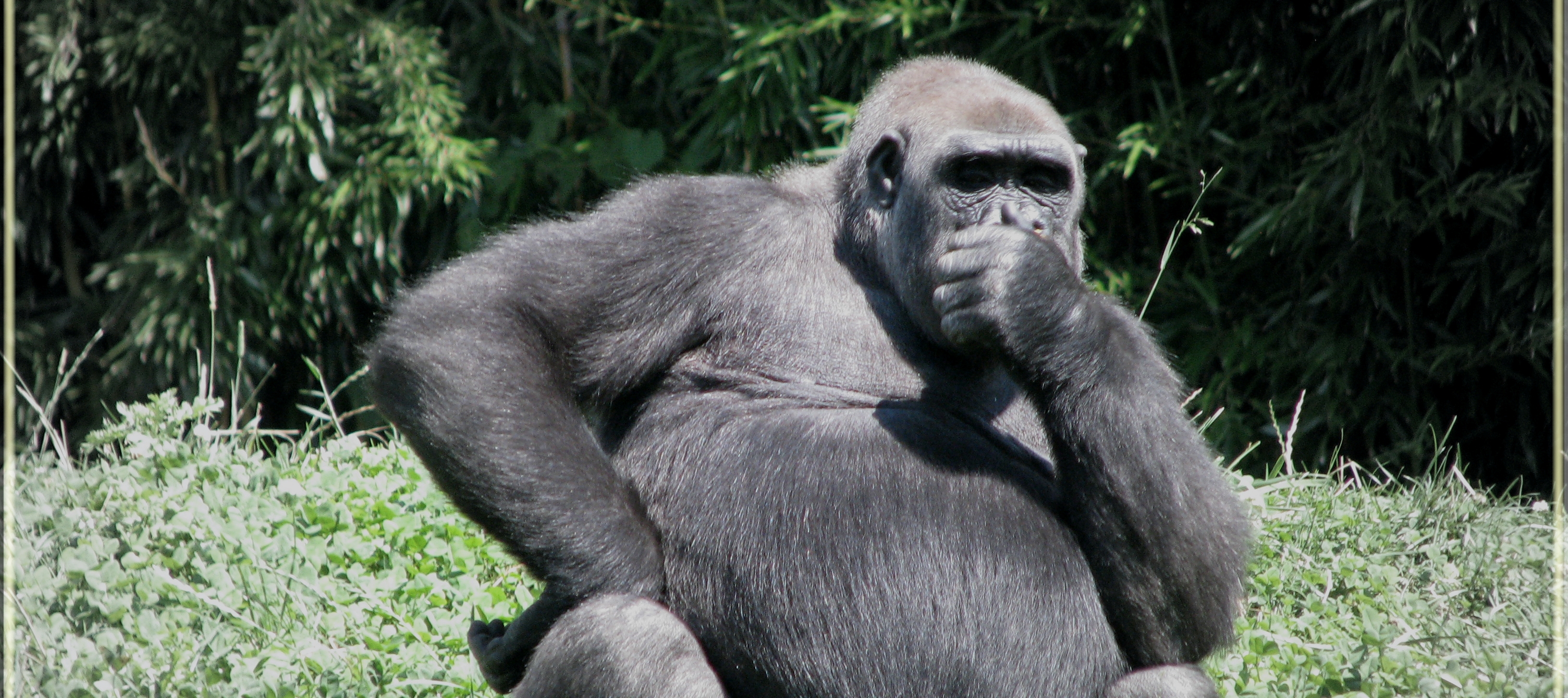 gorilla-deep-in-thought1